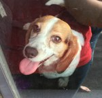 Not your typical dog day&nbsp;afternoon