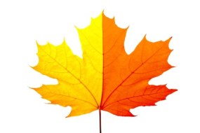fall-leaf